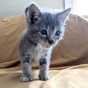 Teresa -  Domestic Short Hair Cat for Adoption in Pasadena, California - Teresa | PetCurious