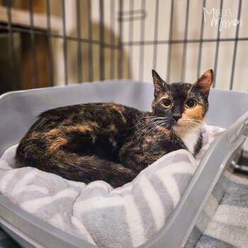Commander -  Domestic Short Hair Cat for Adoption in Spokane, Washington - Commander | PetCurious