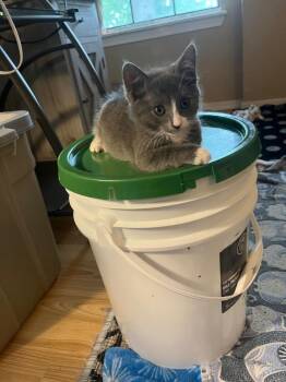 Domestic Medium Hair Cats Available for Adoption in Mustang, Oklahoma - Cookie | PetCurious