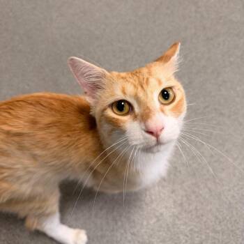 Blondie -  Domestic Medium Hair Cat for Adoption in Gainesville, Florida - Blondie | PetCurious