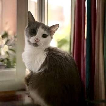 Domestic Medium Hair Cats Available for Adoption - Lady | PetCurious