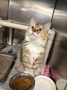 Domestic Short Hair Cats Available for Adoption in Lowell, Massachusetts - Louise | PetCurious