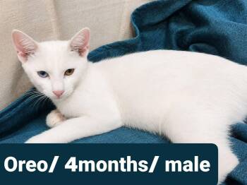 Oreo - 2 different eyes color -  Domestic Short Hair Cat for Adoption in Brampton, Ontario - Oreo - 2 Different Eyes Color | PetCurious