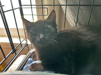 Jessie -  Domestic Medium Hair Cat for Adoption in Syracuse, New York - Jessie | PetCurious