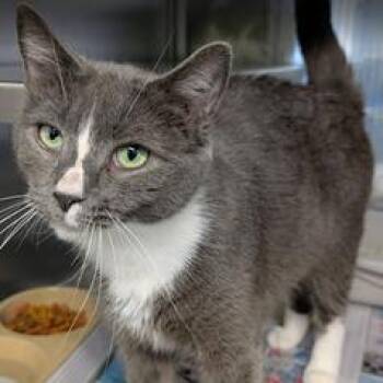 Domestic Short Hair Cats Available for Adoption - Bo Katan | PetCurious