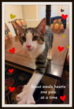Scout - -  Domestic Short Hair Cat for Adoption in Winston-salem, North Carolina - Scout - | PetCurious
