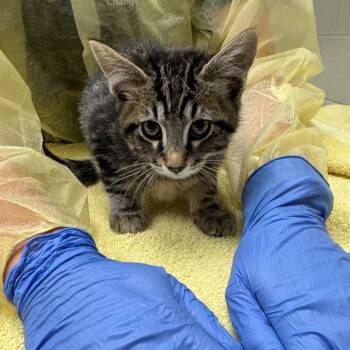 Bhaal -  Domestic Long Hair Cat for Adoption in Murray, Utah - Bhaal | PetCurious