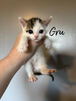 Gru -  Domestic Short Hair Cat for Adoption in Rutherfordton, North Carolina - Gru | PetCurious