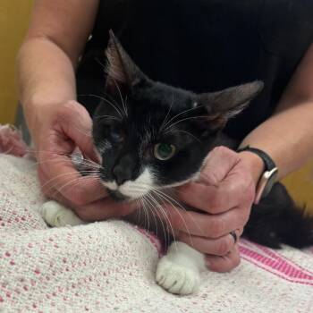 Julian - 081919U -  Domestic Short Hair Cat for Adoption in Tupelo, Mississippi - Julian - 081919U | PetCurious