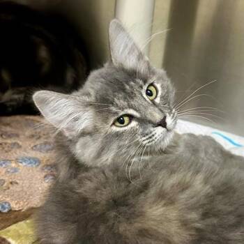 Domestic Medium Hair Cats Available for Adoption in Walnut Creek, California - Kiwi Cow | PetCurious