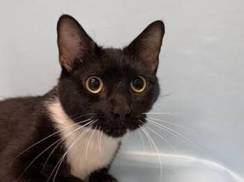 Shady -  Domestic Short Hair Cat for Adoption in Woodbury, Minnesota - Shady | PetCurious