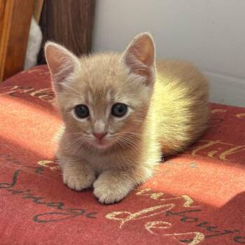 Stevie -  Domestic Short Hair Cat for Adoption in Landenberg, Pennsylvania - Stevie | PetCurious