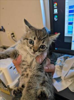 Rescue Domestic Short Hair Cats for Adoption in Sacramento, California - NICKY | PetCurious