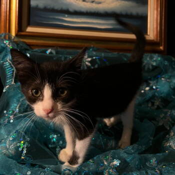 Rescue Domestic Short Hair Cats for Adoption in Castro Valley, California - Gumdrop (& Lucky) | PetCurious