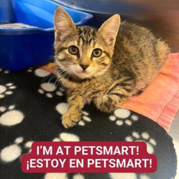 Rescue Domestic Short Hair Cats for Adoption in Carrollton, Texas - Kojack | PetCurious