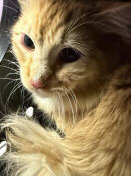61280856 -  Domestic Medium Hair Cat for Adoption in El Paso, Texas - 61280856 | PetCurious