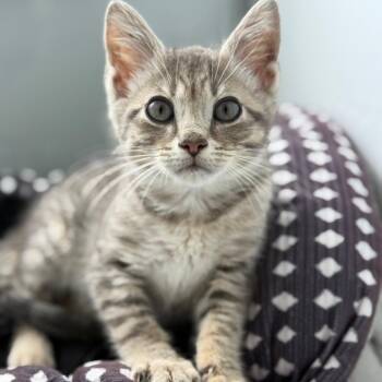 Merle Haggard -  Domestic Short Hair Cat for Adoption in Ridgely, Maryland - Merle Haggard | PetCurious