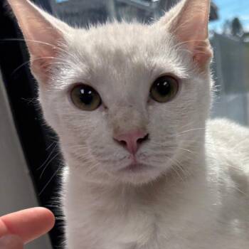 Pinnacle Whipped -  Domestic Short Hair Cat for Adoption in Columbiana, Alabama - Pinnacle Whipped | PetCurious