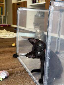 Domestic Short Hair and Torbie Cats Available for Adoption in Los Angeles, California - Polk  | PetCurious