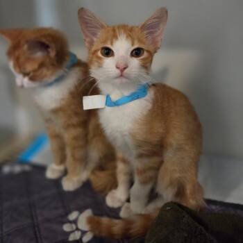 Oslow -  Domestic Short Hair Cat for Adoption in Lexington, Kentucky - Oslow | PetCurious
