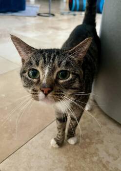 Domestic Short Hair Cats Available for Adoption in Boca Raton, Florida - Luca The Sweetest Boy | PetCurious