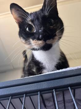 Tortoiseshell Cats Available for Adoption in Locust Grove, Georgia - Rosie -cchs | PetCurious