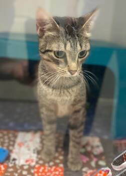 Reah -  Domestic Short Hair Cat for Adoption in Bryant, Arkansas - Reah | PetCurious