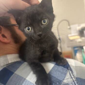 Jethro -  Domestic Short Hair Cat Available for Adoption in Clanton, Alabama - Jethro | PetCurious