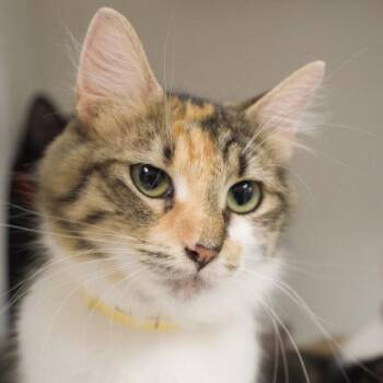 Ladybug -  Domestic Long Hair and Domestic Short Hair Cat for Adoption in Verona, Wisconsin - Ladybug | PetCurious