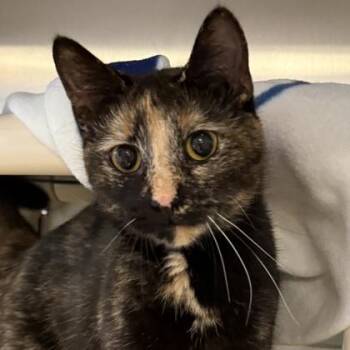 Tilly -  Domestic Short Hair Cat for Adoption in Lansing, Michigan - Tilly | PetCurious