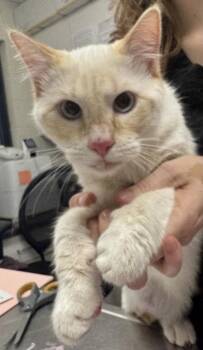 Rescue Domestic Short Hair Cats for Adoption in Athens, Georgia - Butter | PetCurious