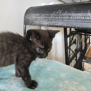 Orion 26-037 -  Domestic Short Hair Cat for Adoption in Little Rock, Arkansas - Orion 26-037 | PetCurious