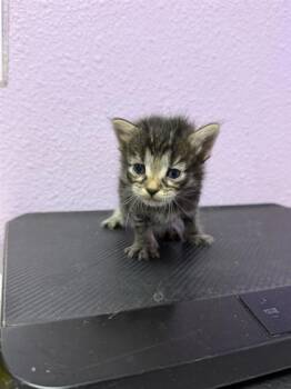 61142753 -  Domestic Short Hair Cat for Adoption in El Paso, Texas - 61142753 | PetCurious