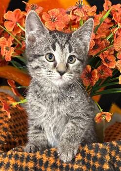 3/20/26 Paris -  Domestic Short Hair Cat Available for Adoption in Stillwater, Oklahoma - 3/20/26 Paris | PetCurious