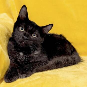 Oscar -  Domestic Medium Hair Cat for Adoption in Miami, Florida - Oscar | PetCurious