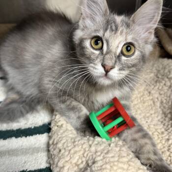 Kiwi -  Domestic Long Hair Cat for Adoption in Riverside, California - Kiwi | PetCurious