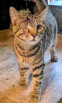 Rescue Domestic Short Hair Cats for Adoption in Bonsall, California - Spaghetti 4783 | PetCurious