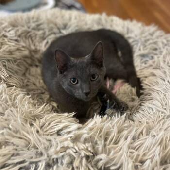 Grogu -  Domestic Short Hair Cat for Adoption in Briarcliff Manor, New York - Grogu | PetCurious