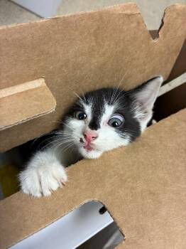 Miss Batty -  Domestic Short Hair Cat for Adoption in Cincinnati, Ohio - Miss Batty | PetCurious