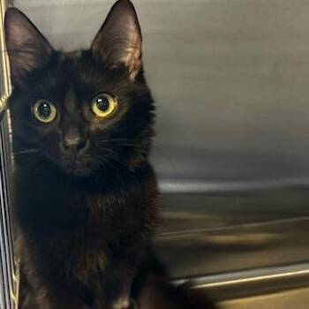 Beretta -  Domestic Medium Hair Cat for Adoption in Knoxville, Tennessee - Beretta | PetCurious