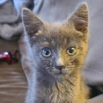 Neigel -  Domestic Short Hair Cat for Adoption in North Canton, Ohio - Neigel | PetCurious