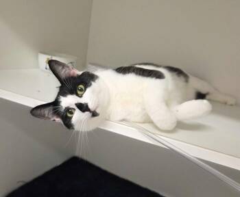 Otto -  available 8/12 -  Domestic Short Hair Cat for Adoption in Elmsford, New York - Otto -  Available 8/12 | PetCurious
