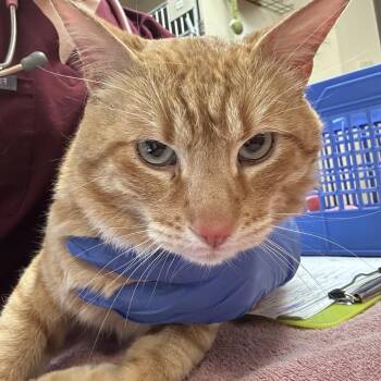 Spaghetti-O -  Domestic Short Hair Cat for Adoption in Flagstaff, Arizona - Spaghetti-O | PetCurious