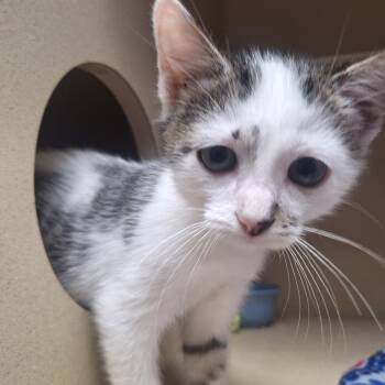 Matthew -  Domestic Short Hair Cat for Adoption in Winfield, Kansas - Matthew | PetCurious