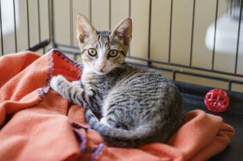 Persephone -  Tabby and American Shorthair Cat for Adoption in Lampasas, Texas - Persephone | PetCurious