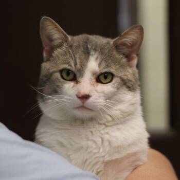 Domestic Short Hair Cats Available for Adoption in Versailles, Kentucky - Pascal | PetCurious