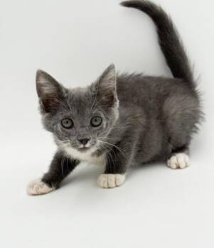Lilo -  Domestic Short Hair Cat for Adoption in Bowling Green, Kentucky - Lilo | PetCurious