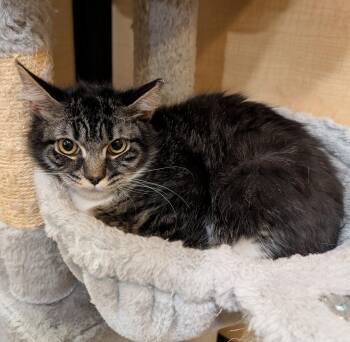Domestic Long Hair Cats Available for Adoption in Apopka, Florida - Boot Straps 10.20.25 | PetCurious