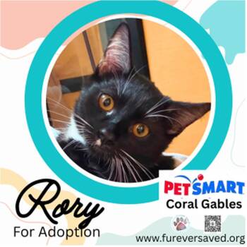 Rory -  Domestic Short Hair Cat for Adoption in Miami, Florida - Rory | PetCurious