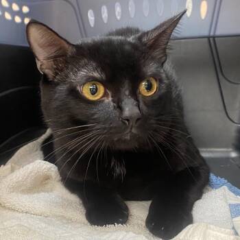 Jafar -  Domestic Short Hair Cat for Adoption in Columbus, Georgia - Jafar | PetCurious